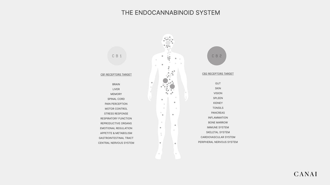 The Endocannabinoid System