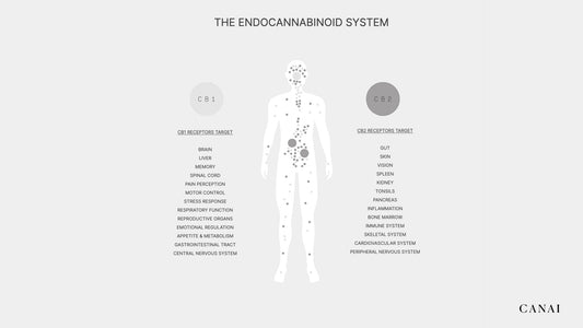 The Endocannabinoid System